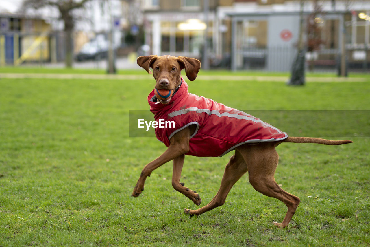 Portrait of dog carrying ball on sports field