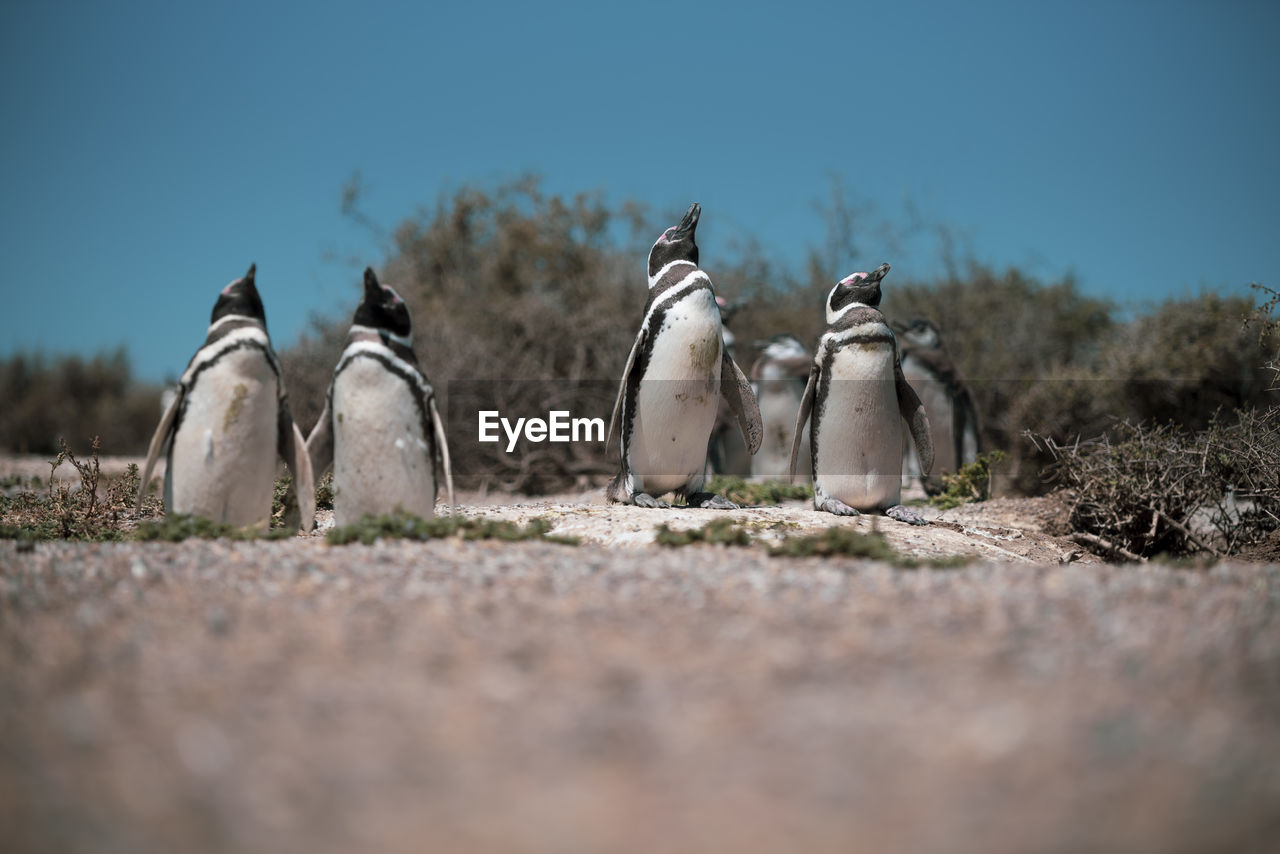 View of an animal against sky