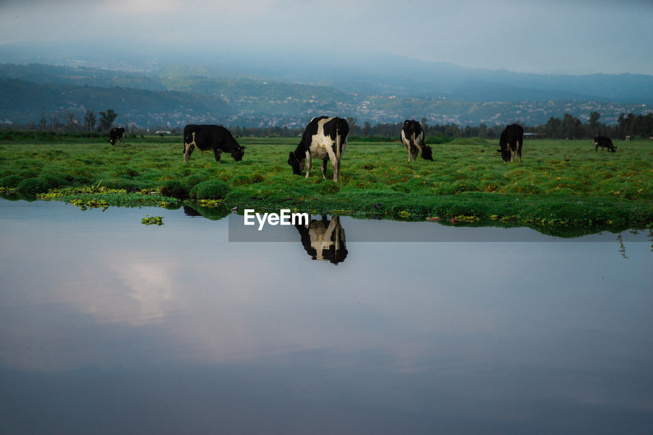 Cow grazing in a lake