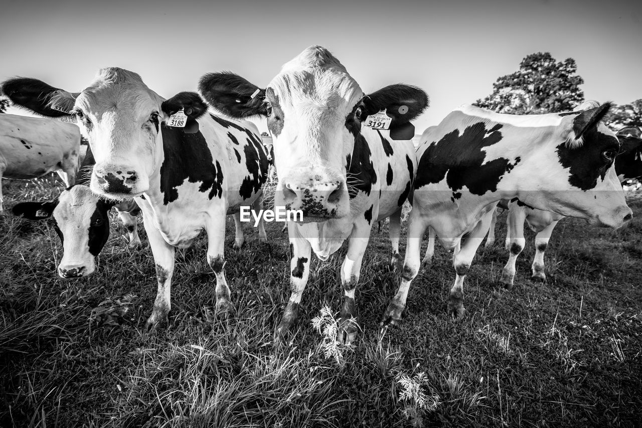 Cows standing on grassy field
