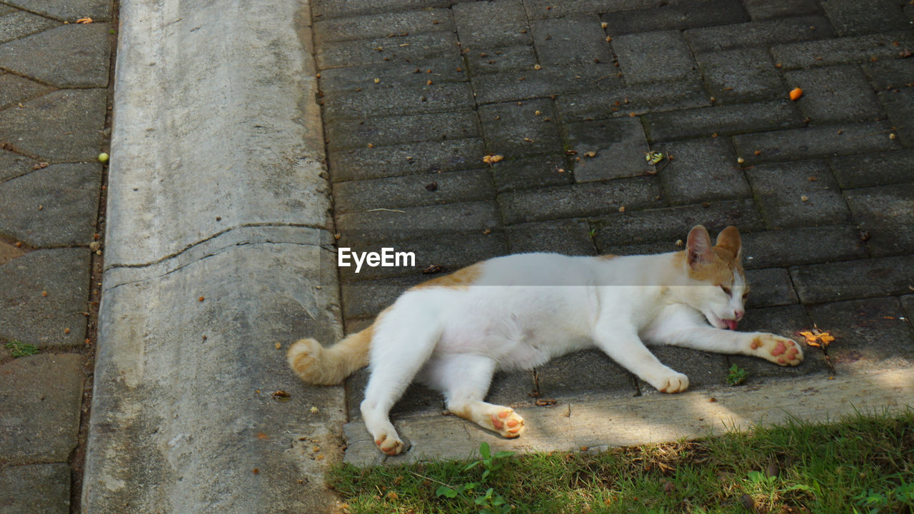 HIGH ANGLE VIEW OF A CAT LYING ON FOOTPATH