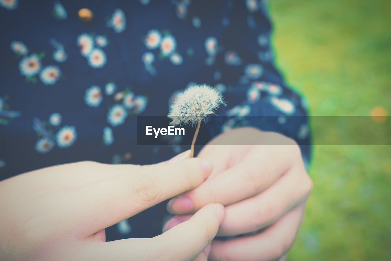 Midsection of woman holding dandelion