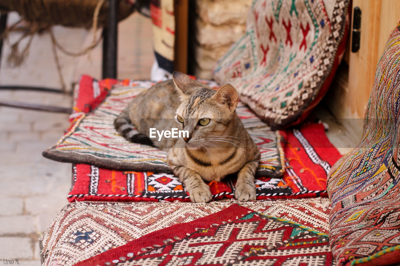 Tabby cat sitting on mats