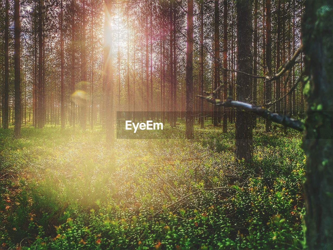 SUNLIGHT STREAMING THROUGH TREES ON FOREST