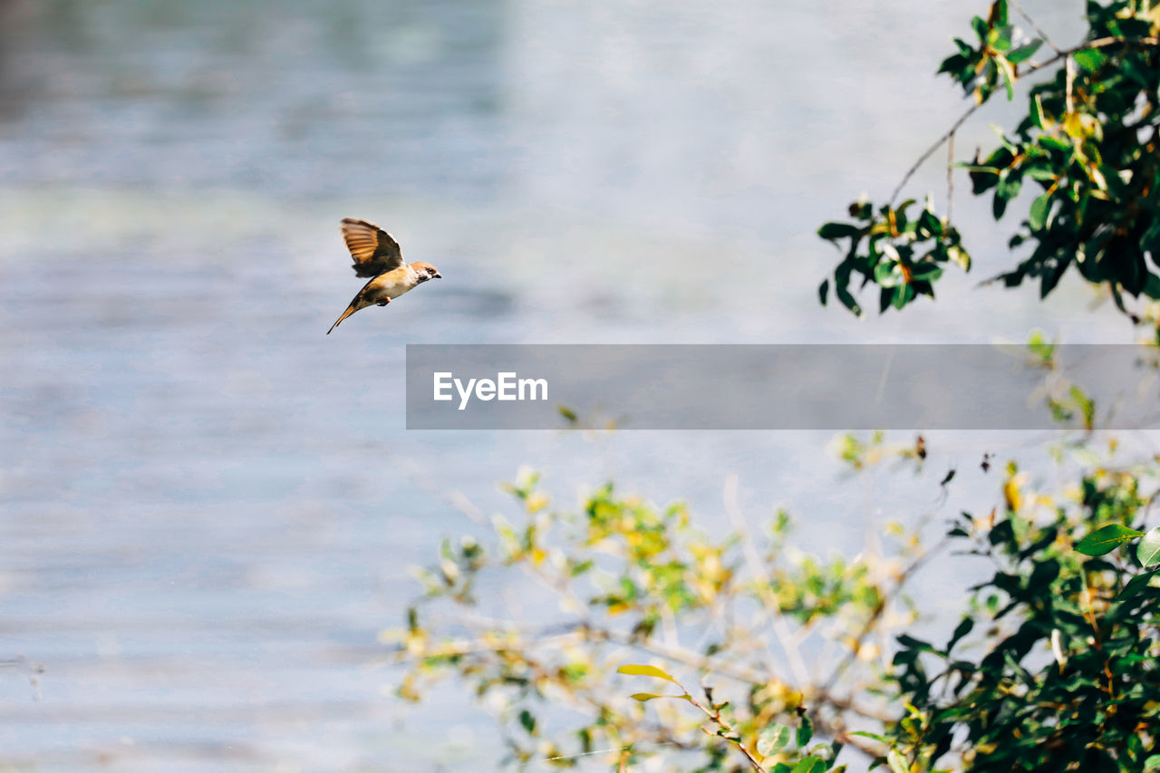 Bird flying over a lake