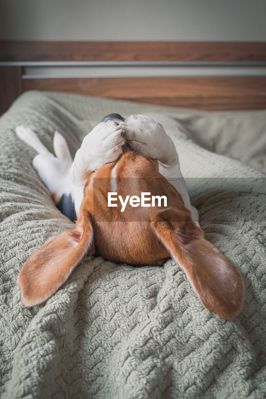 A beagle dog lying on a pillow, rubs its muzzle with its paws, funny muzzle, big ears.