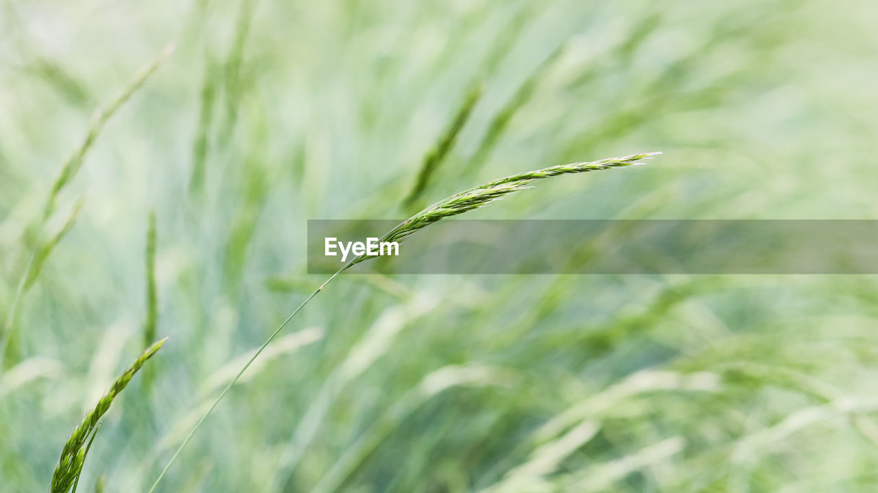 plant, agriculture, crop, cereal plant, growth, grass, field, green, nature, rural scene, landscape, land, close-up, barley, beauty in nature, food, no people, farm, food and drink, wheat, environment, selective focus, plant stem, summer, grassland, outdoors, backgrounds, freshness, focus on foreground, prairie, lawn, day, hordeum, rye, meadow, flower, tranquility