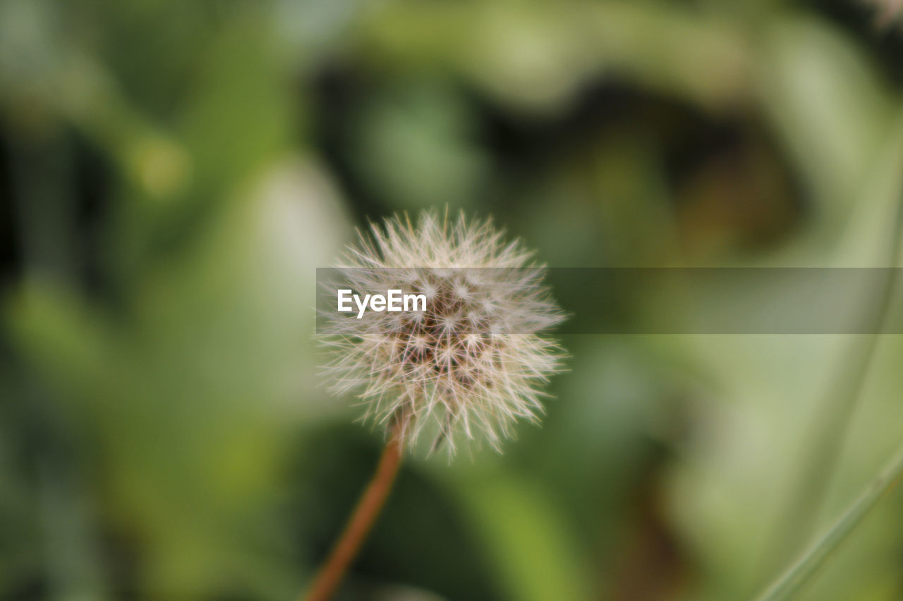 CLOSE-UP OF DANDELION AGAINST WHITE FLOWER