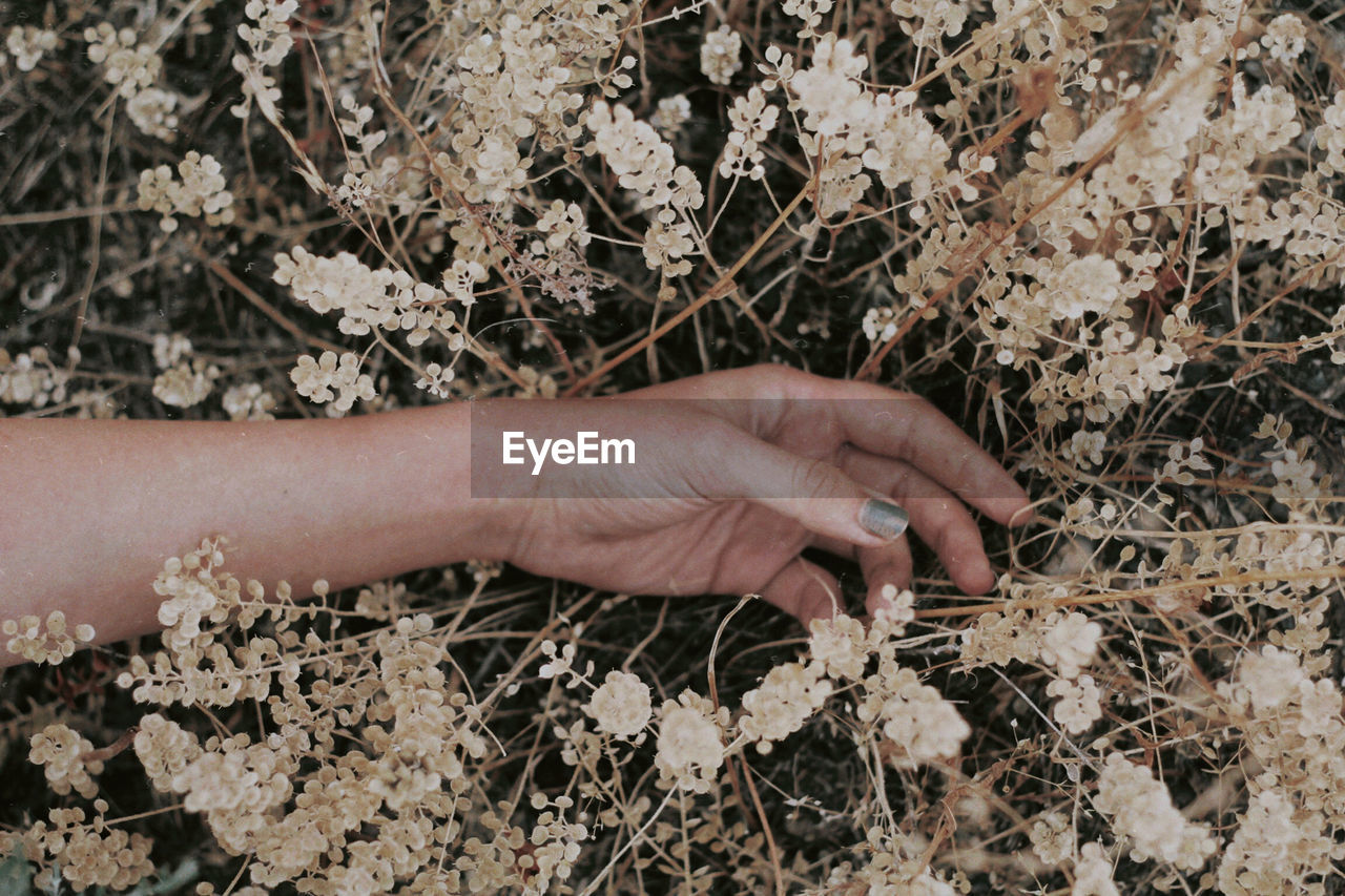 HIGH ANGLE VIEW OF PERSON HAND HOLDING PLANTS