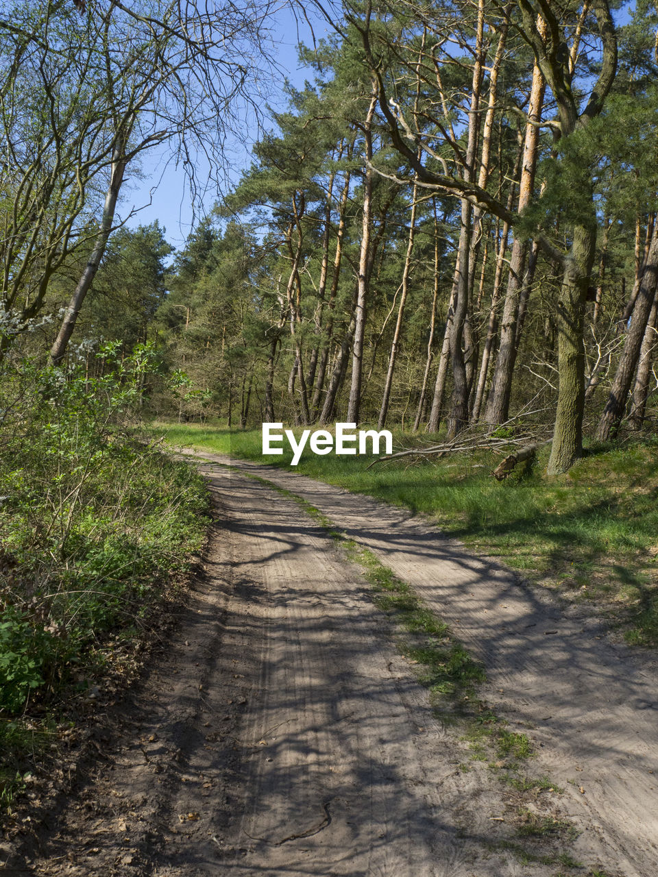 Road amidst trees in forest against sky