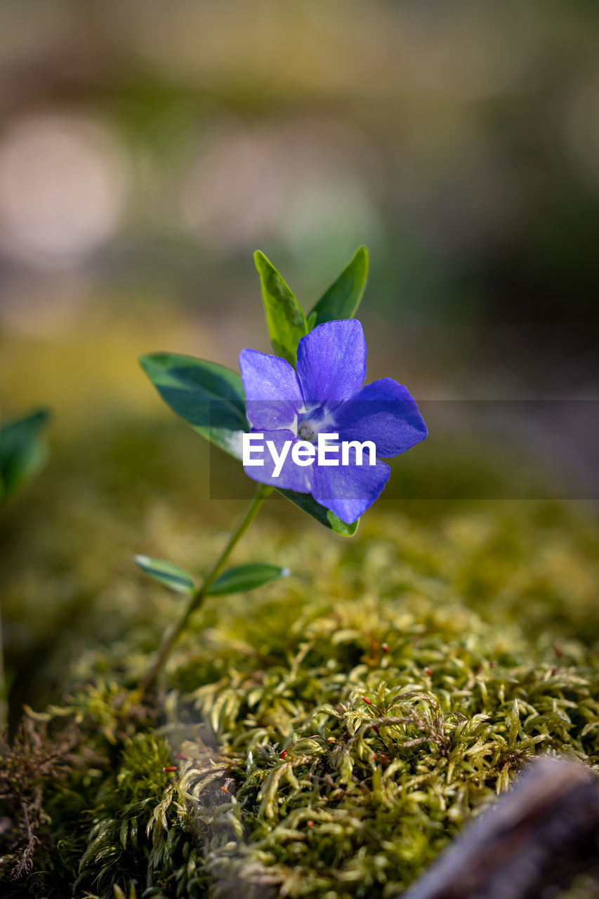 Close-up of purple crocus flower