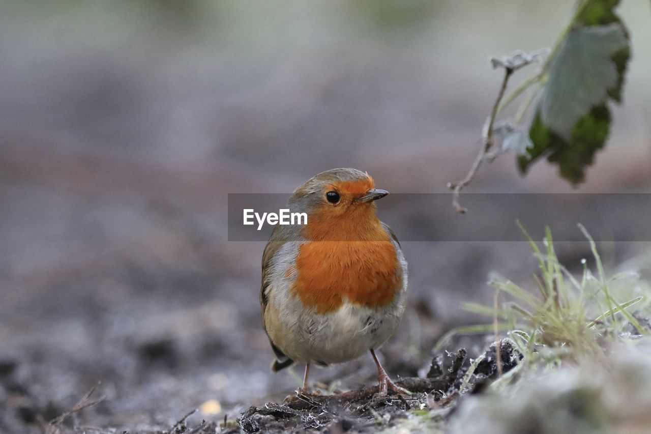 Close-up of a bird perching on a field