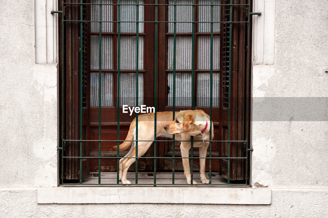 DOG LOOKING AT WINDOW