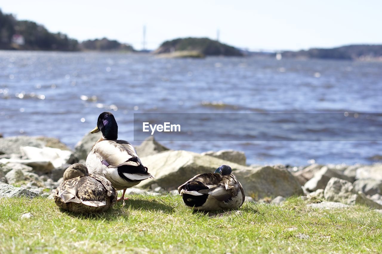 BIRDS IN WATER