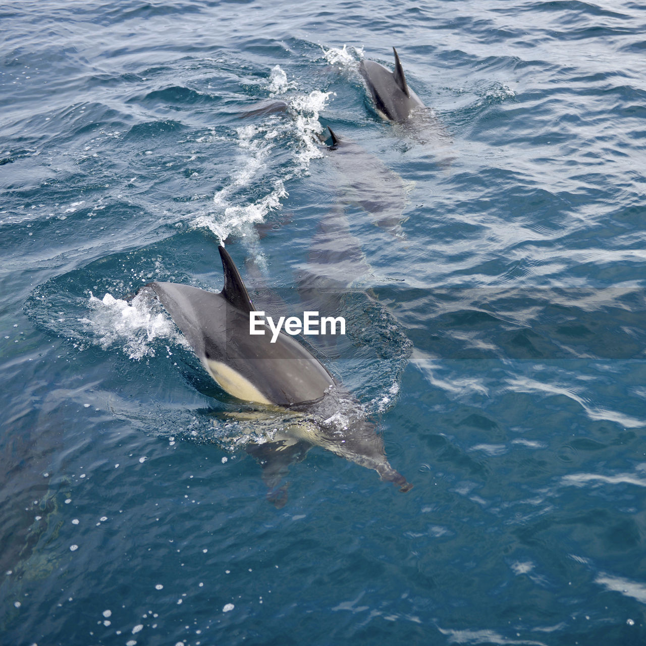 Dolphins swimming in sea