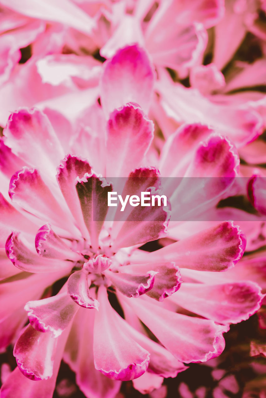 FULL FRAME SHOT OF PINK ROSE FLOWER