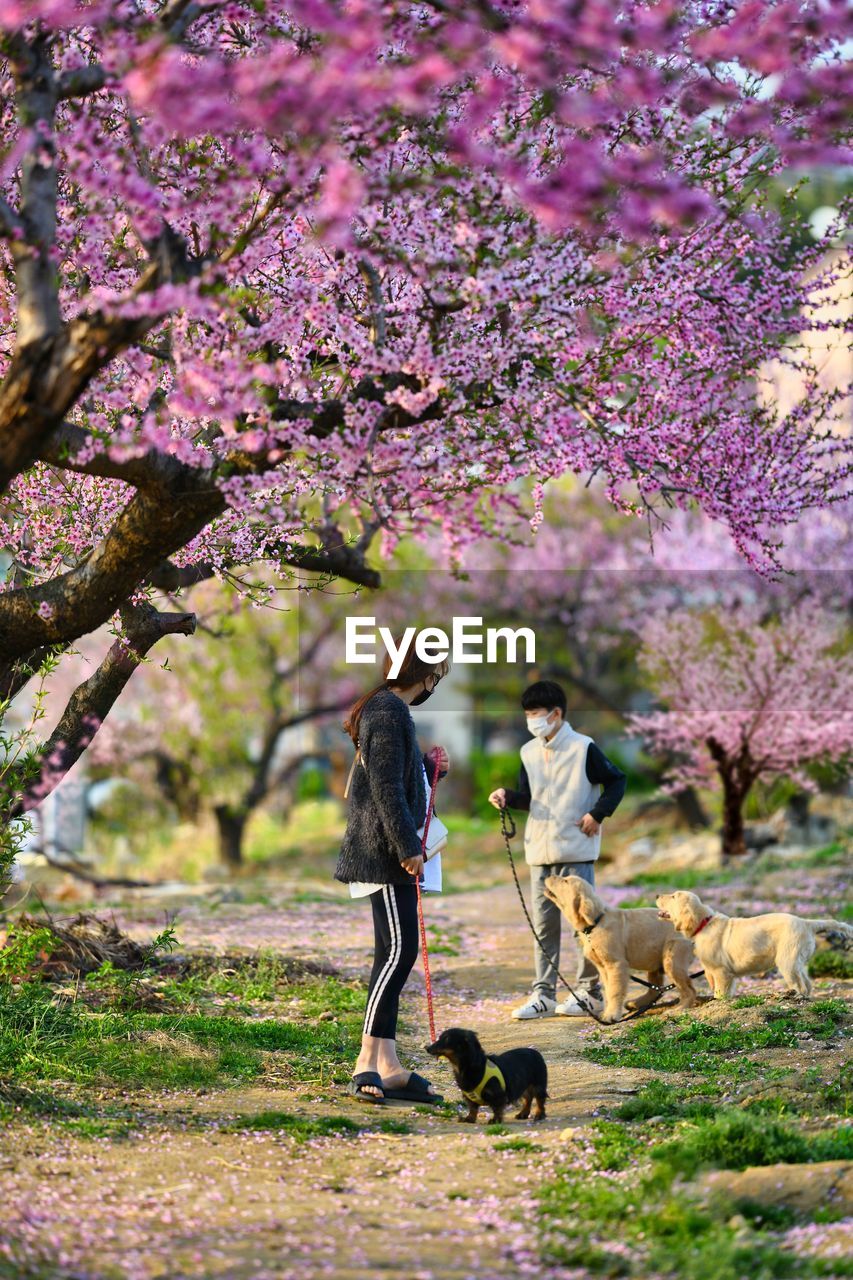 Full length of dog on flower tree