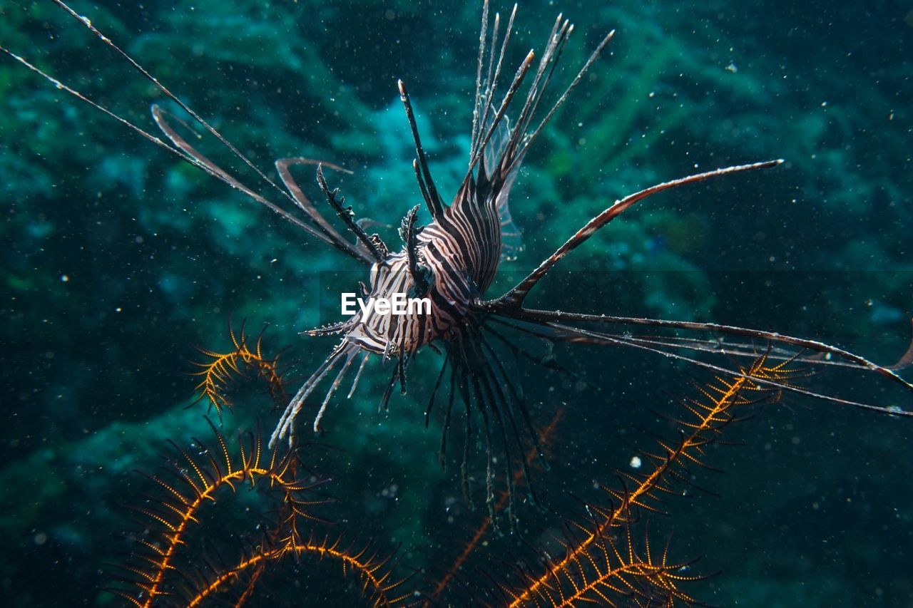 Close-up of lion fish swimming in sea