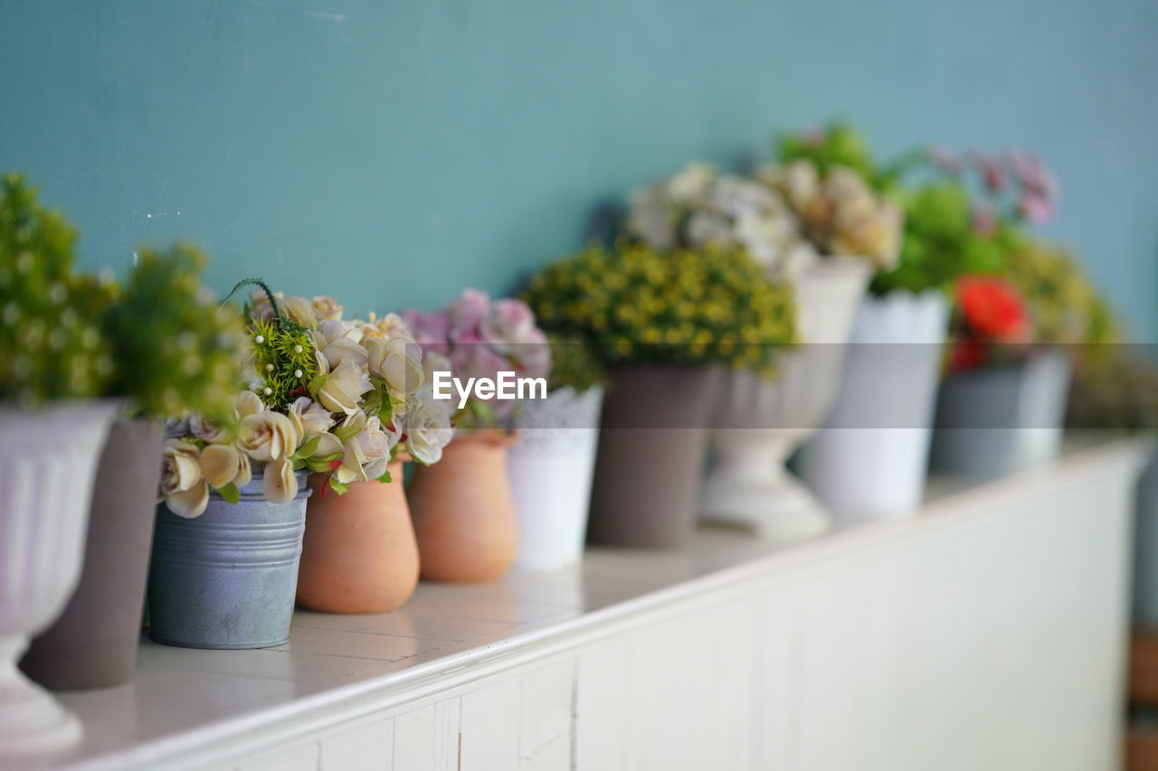 Close-up of potted plant