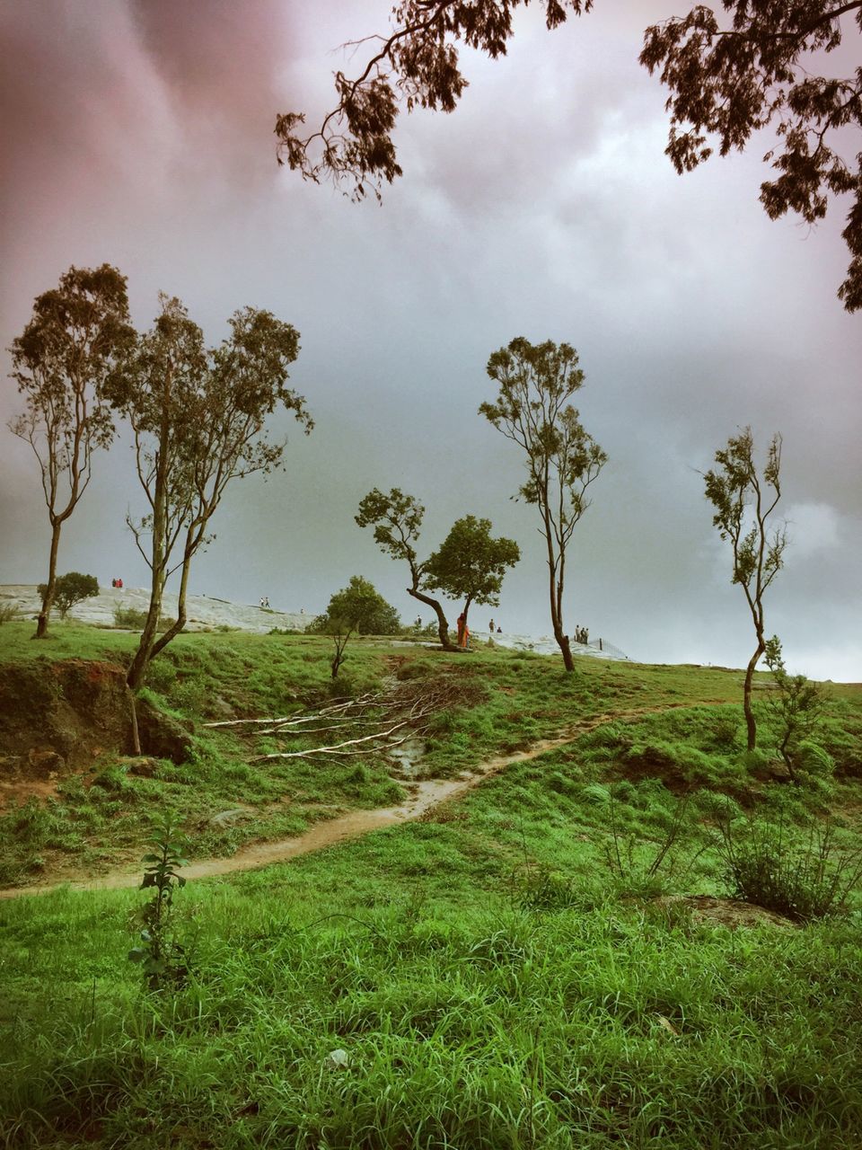 Trees on countryside landscape