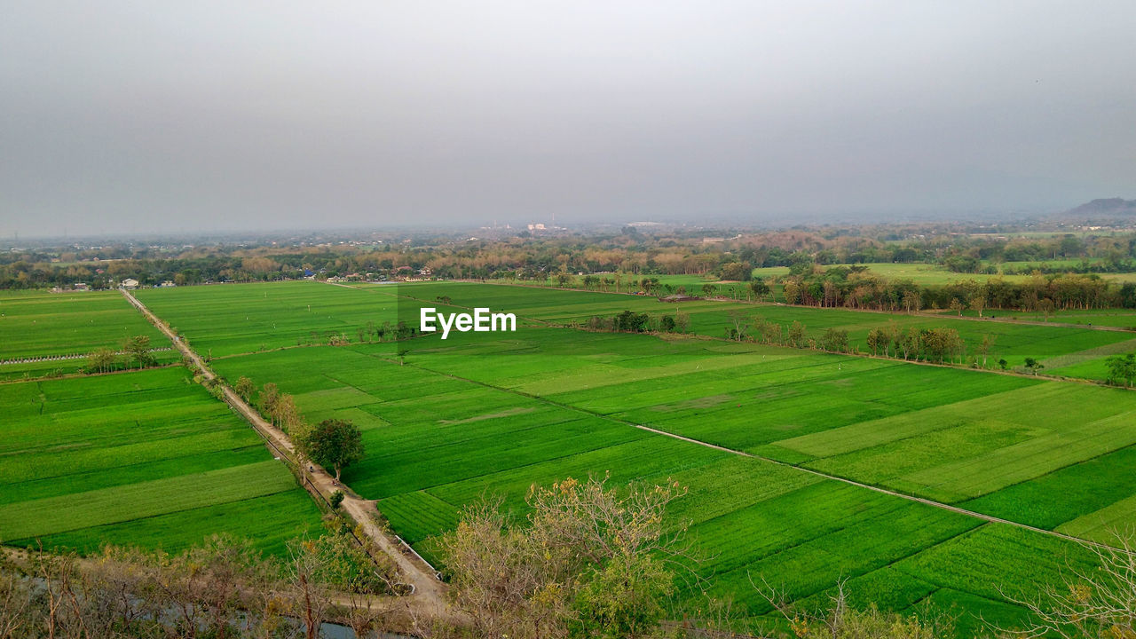 scenic view of agricultural field