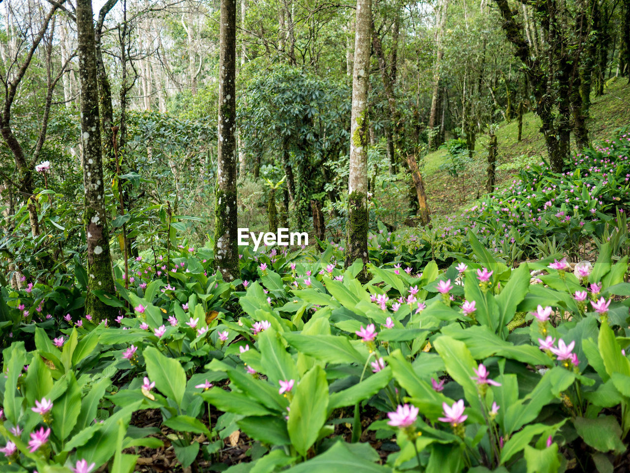 SCENIC VIEW OF FLOWERING PLANTS IN FOREST