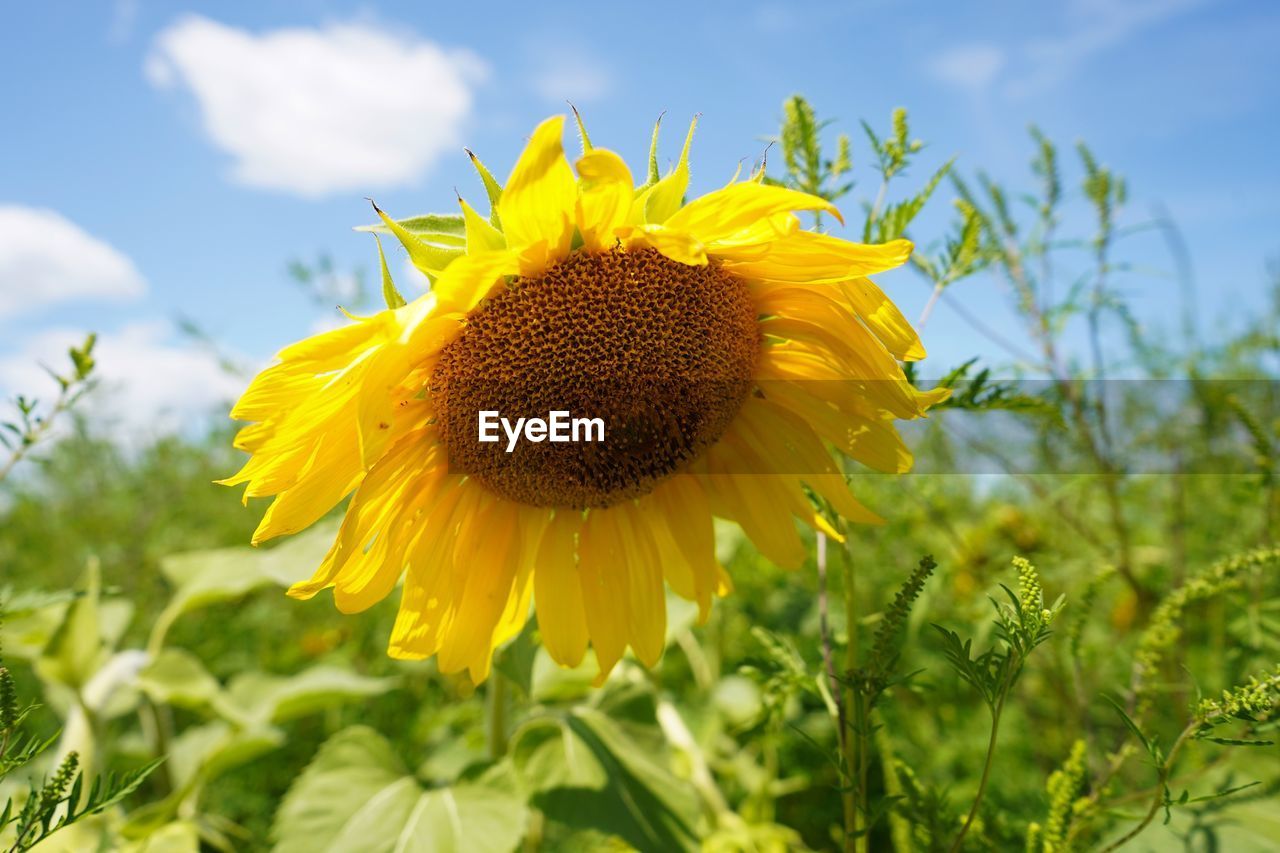 CLOSE-UP OF SUNFLOWER IN FIELD