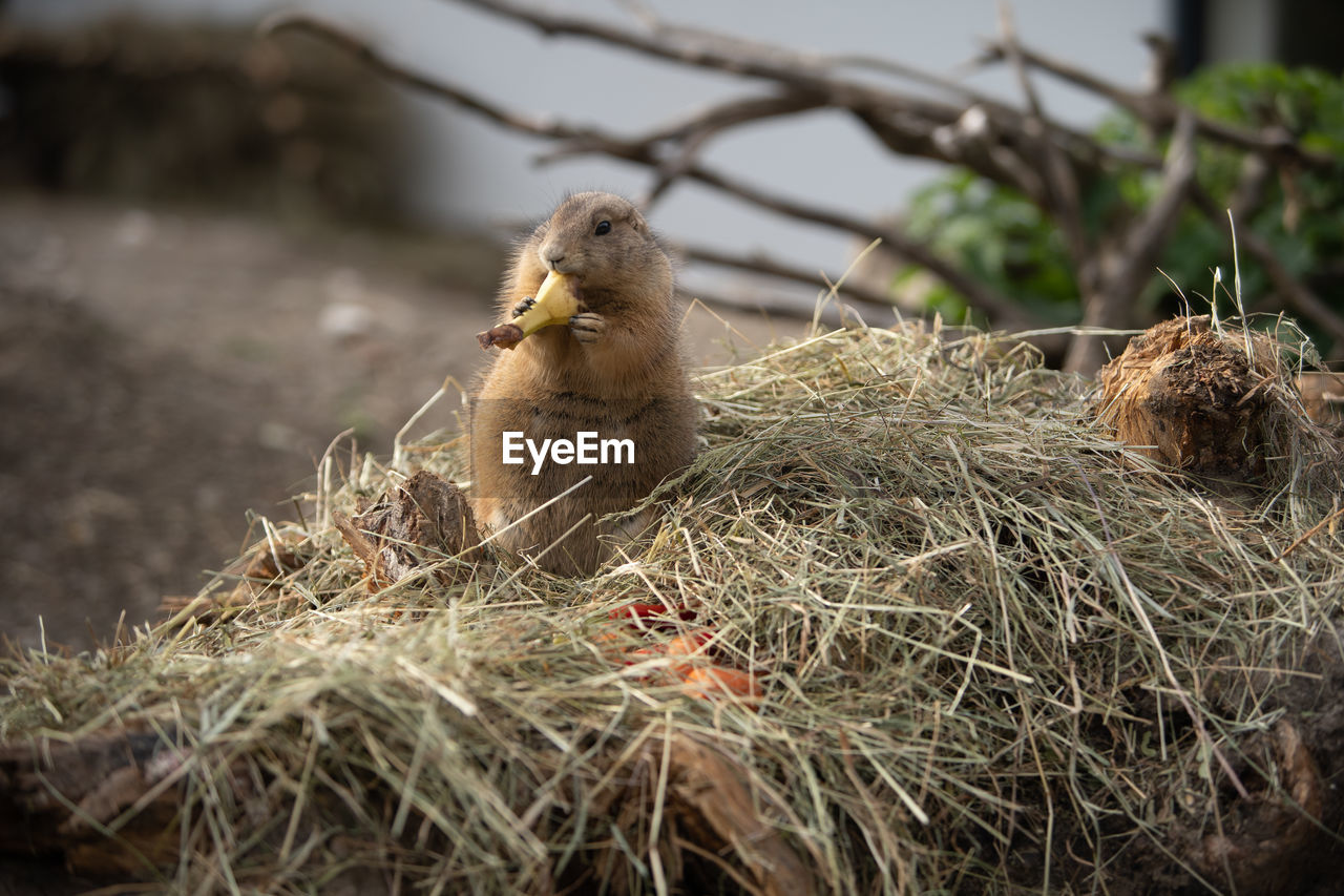 CLOSE-UP OF BIRD ON LAND