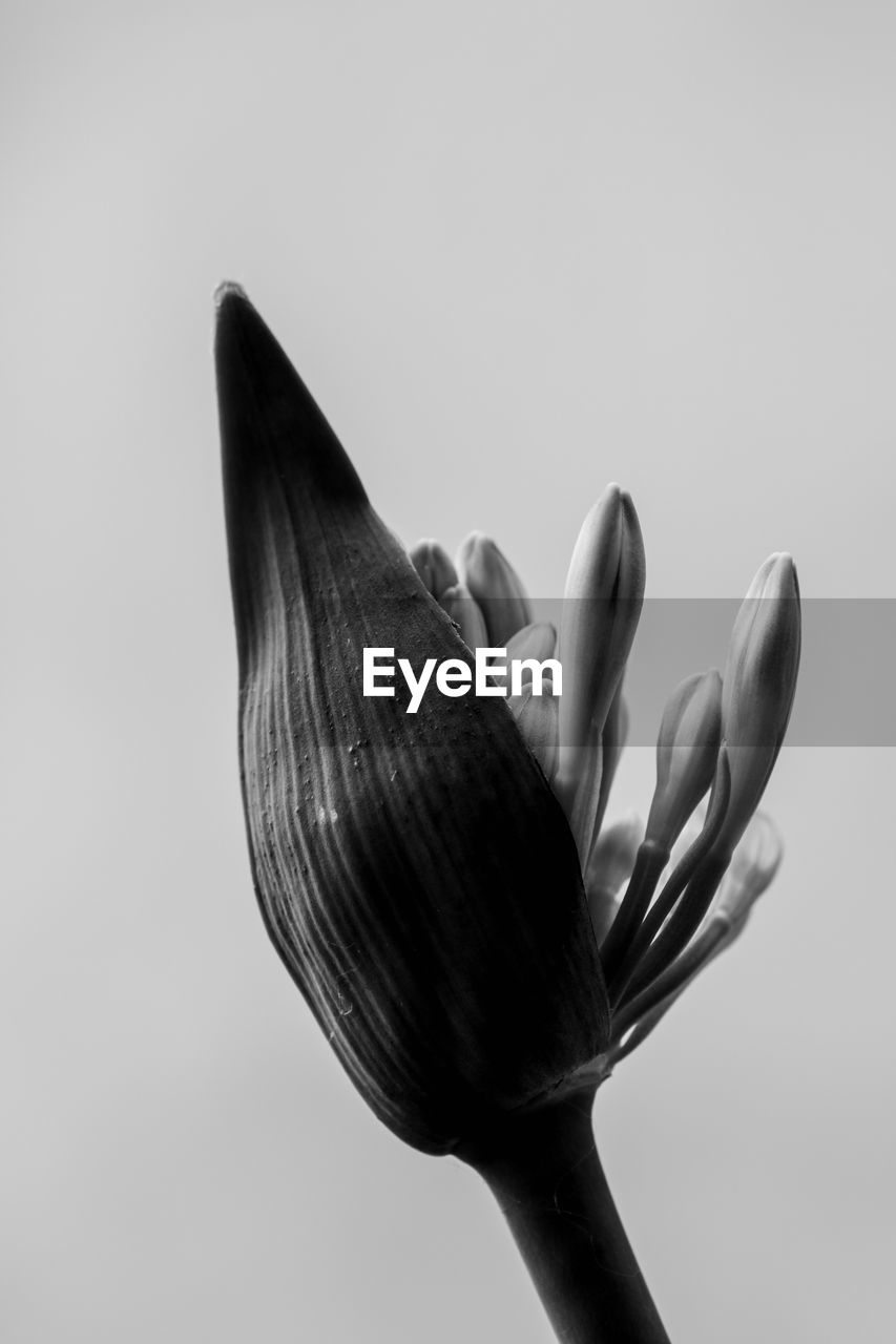 Close up of agapanthus bud in bloom isolated, black and white