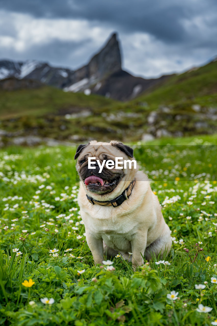 PORTRAIT OF SMALL DOG ON FIELD