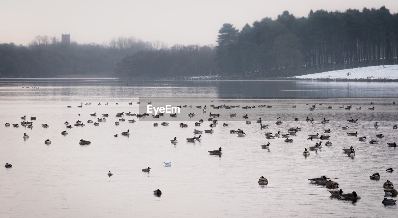 BIRDS IN LAKE