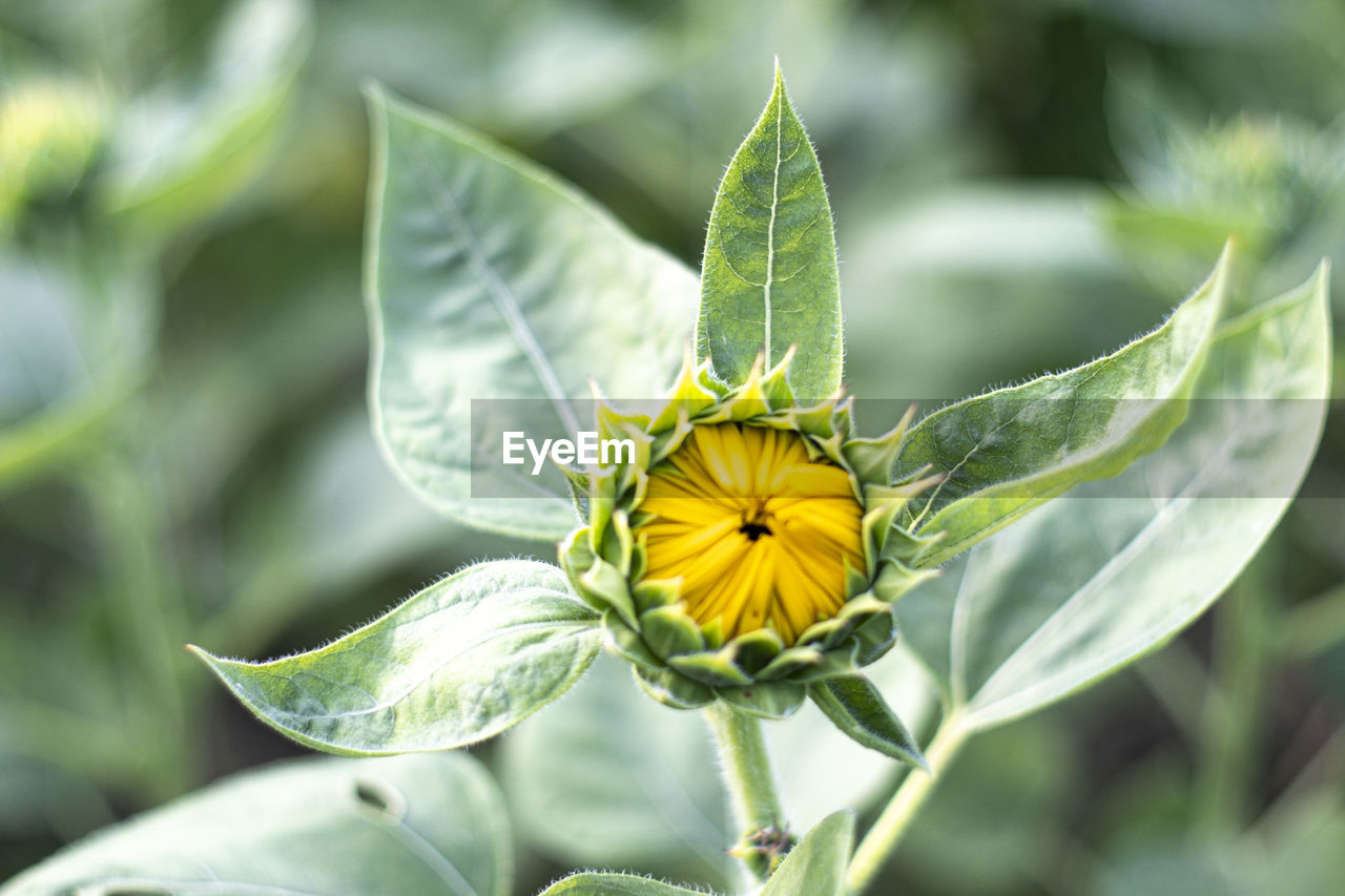 CLOSE-UP OF YELLOW FLOWER ON PLANT