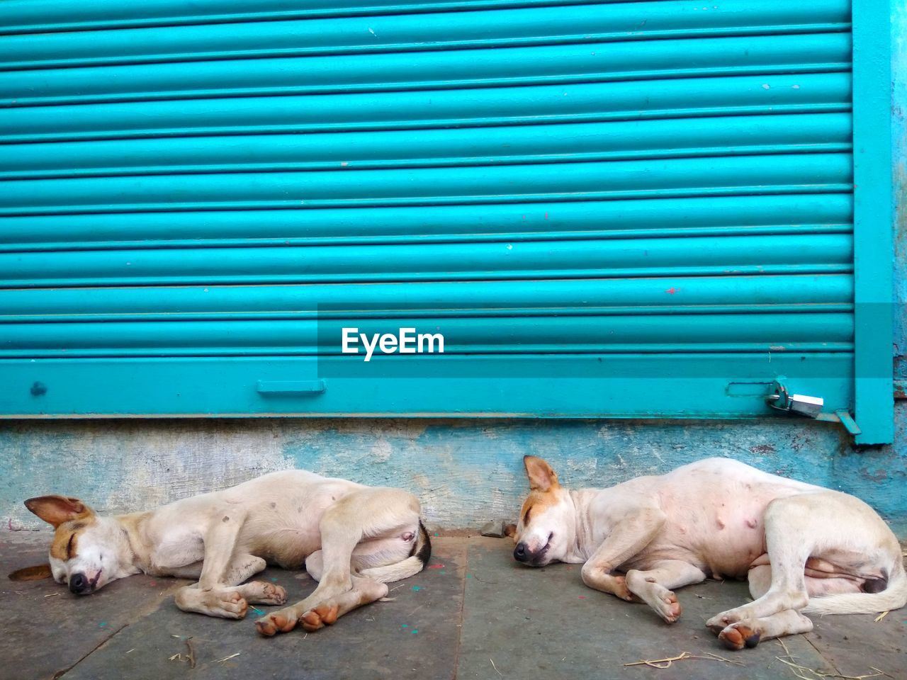 Twin dogs sleeping on closed shutter