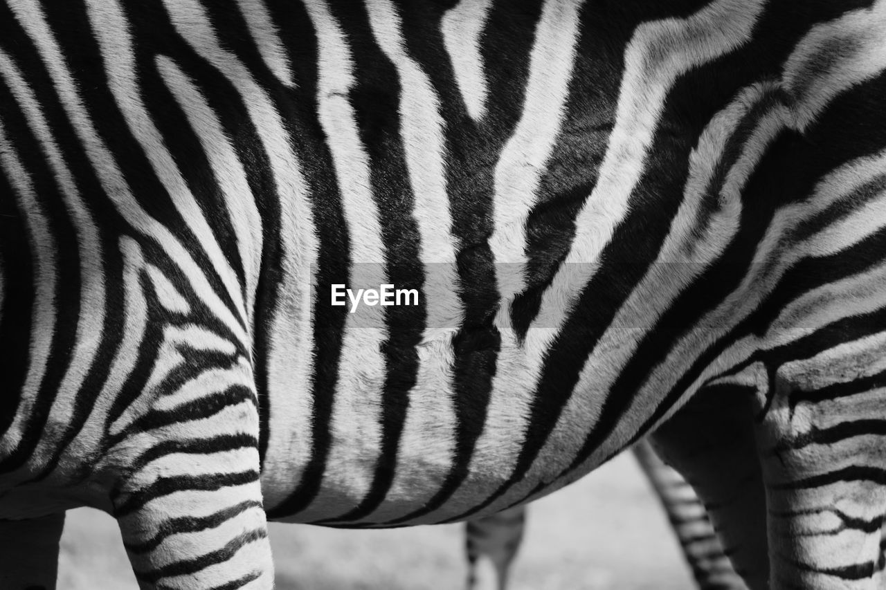 CLOSE-UP OF ZEBRA AT ZOO