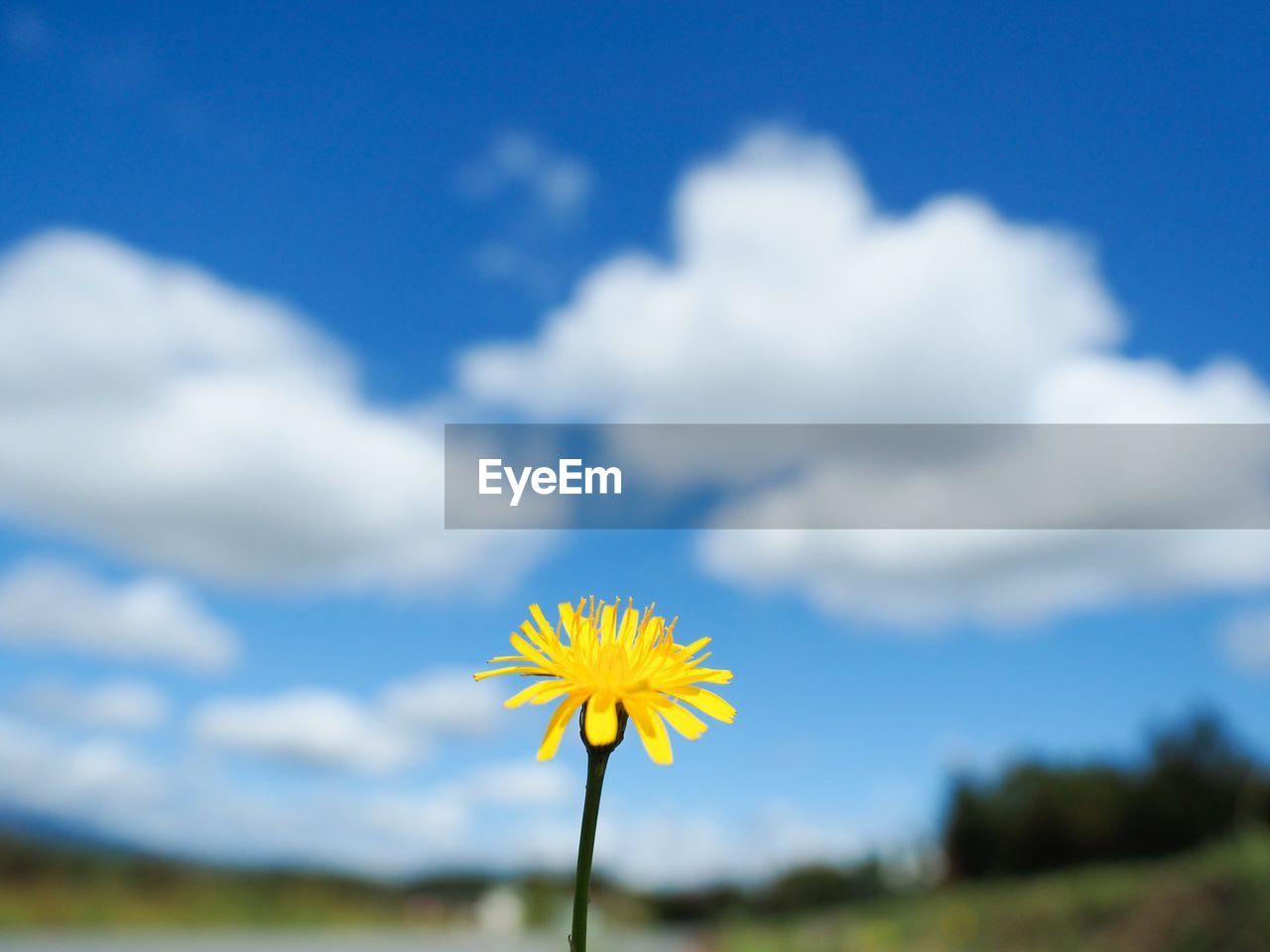 CLOSE-UP OF YELLOW FLOWER BLOOMING IN FIELD AGAINST SKY