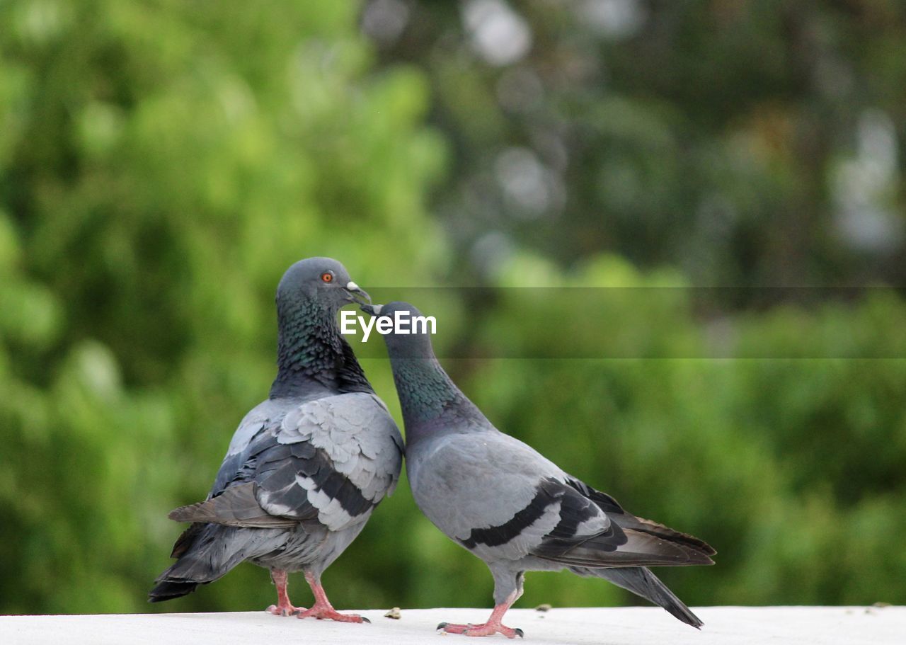 CLOSE-UP OF PIGEONS PERCHING ON A BIRD