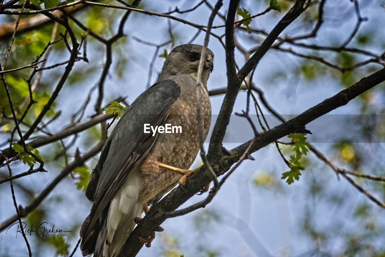 LOW ANGLE VIEW OF A BIRD PERCHING ON BRANCH