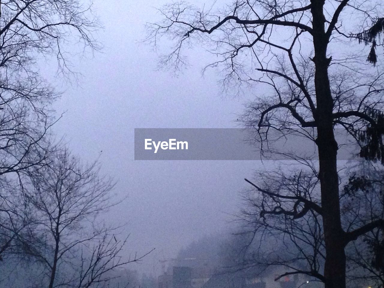 LOW ANGLE VIEW OF BARE TREES AGAINST SKY