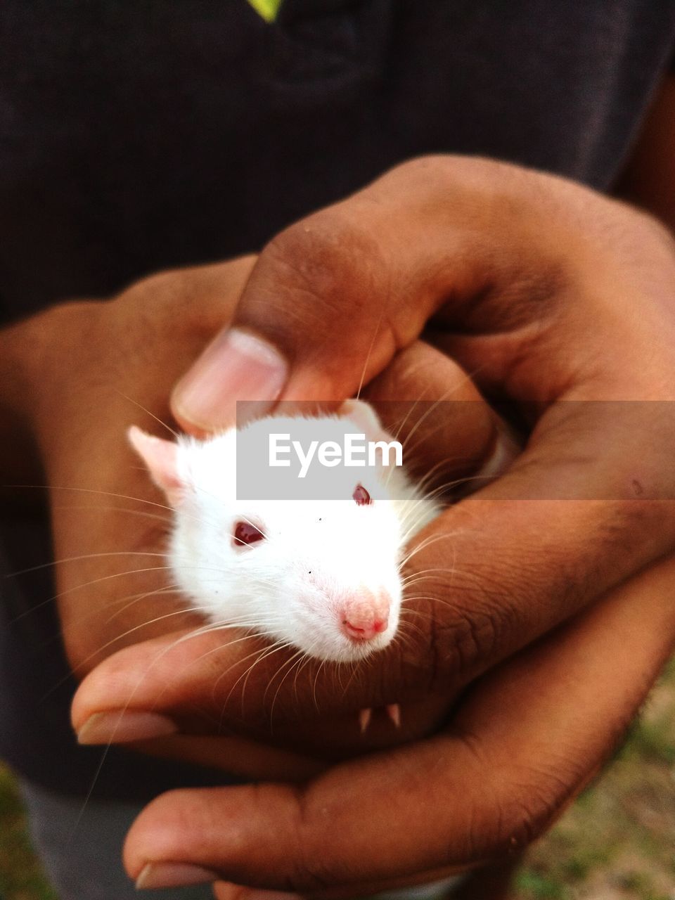 Close-up of cropped hand holding white mouse