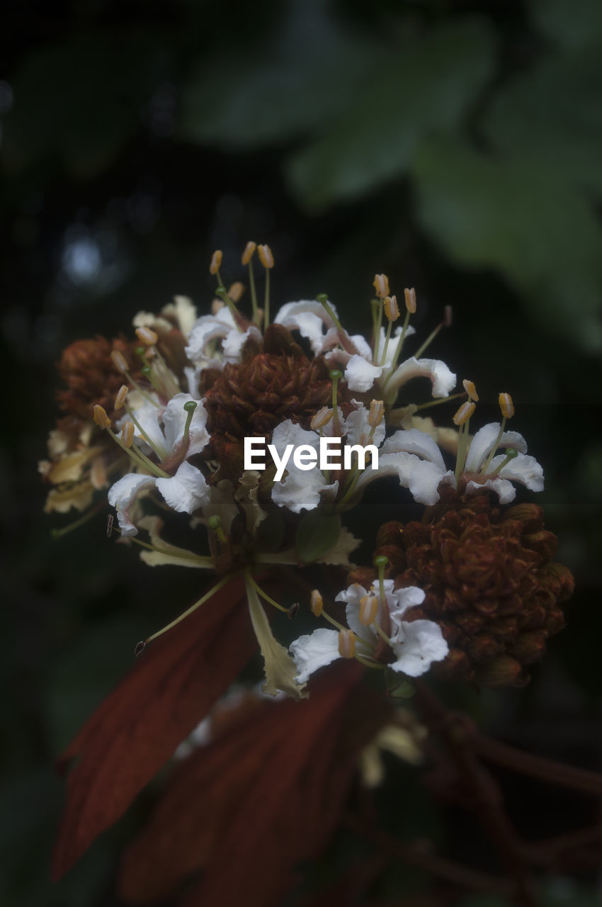 Close-up of white flowers