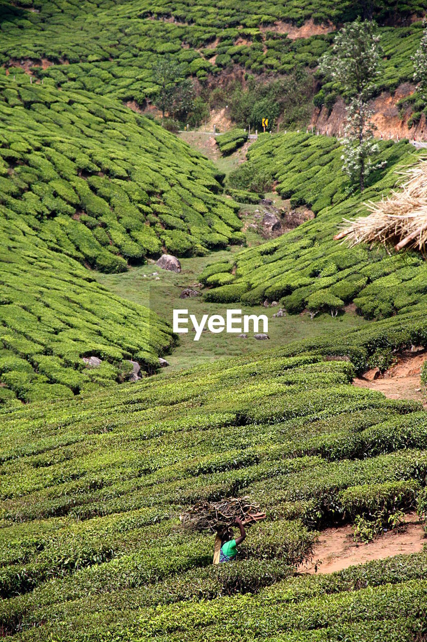 HIGH ANGLE VIEW OF RICE FIELD