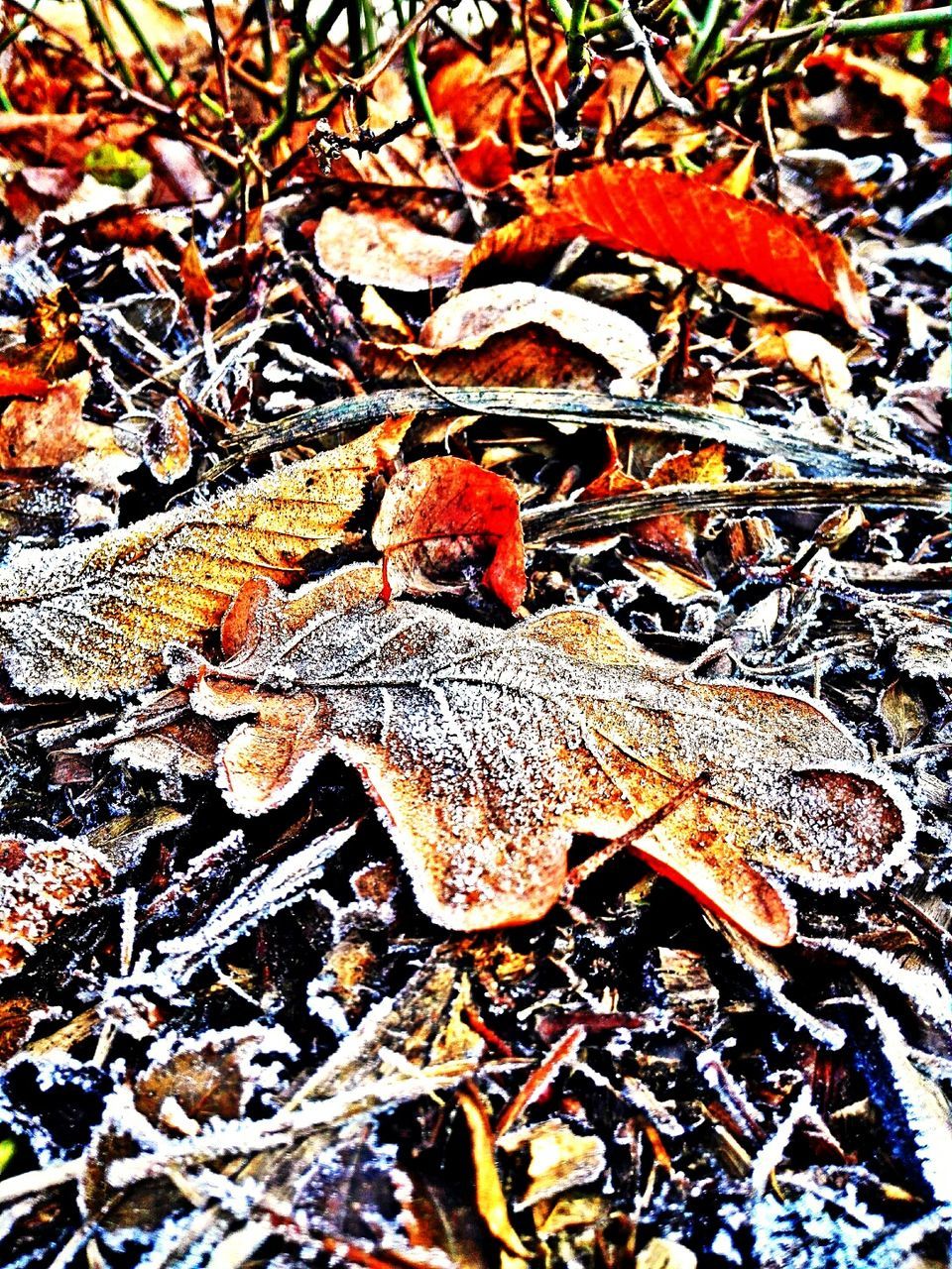 CLOSE-UP OF LEAVES ON TREE TRUNK