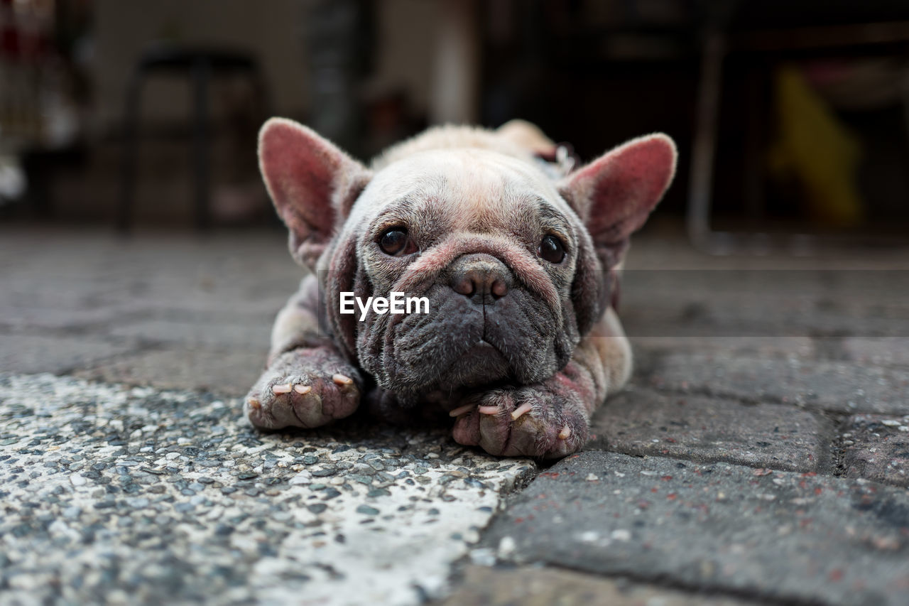 Close-up portrait of dog lying on street