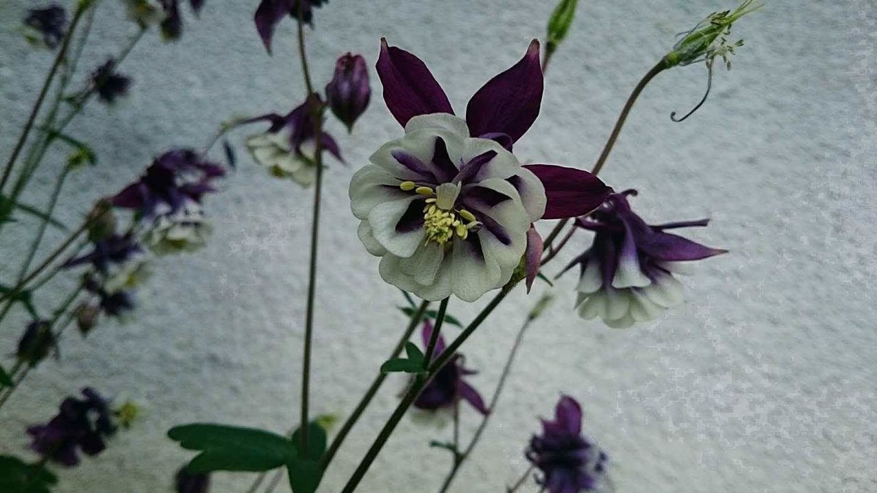 CLOSE-UP OF PLANT