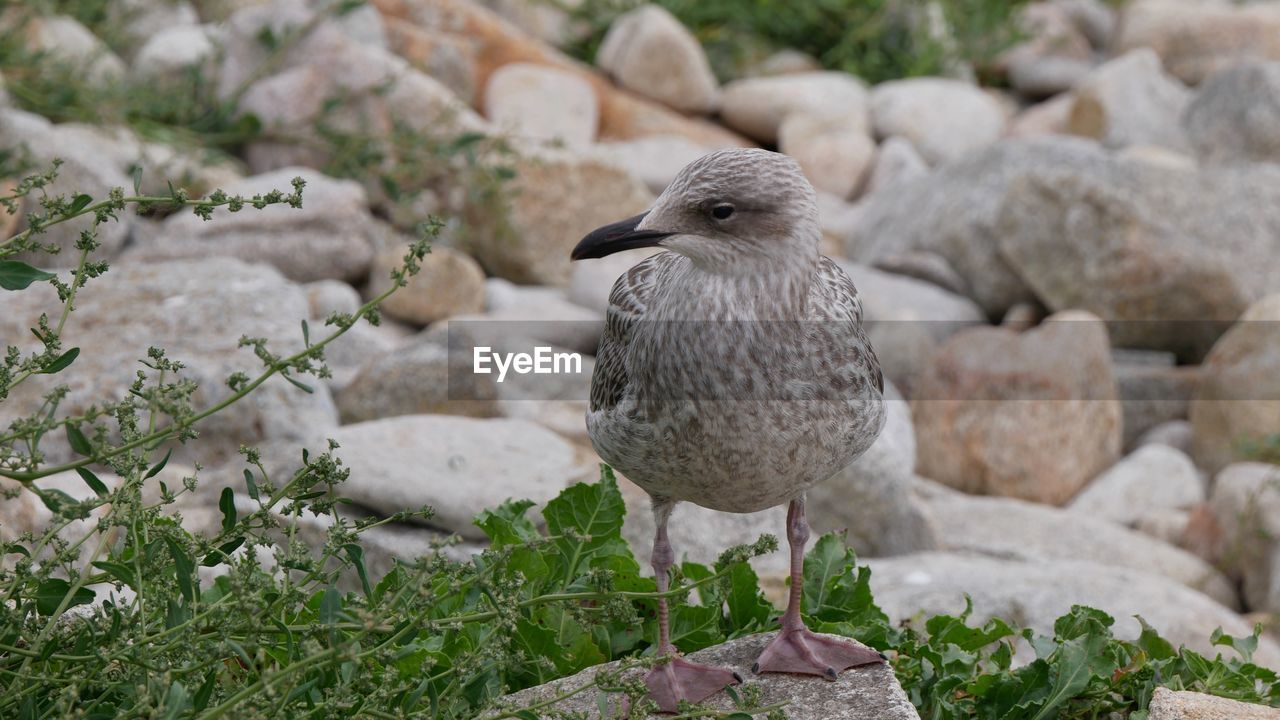 CLOSE-UP OF SEAGULL PERCHING ON ROCKS