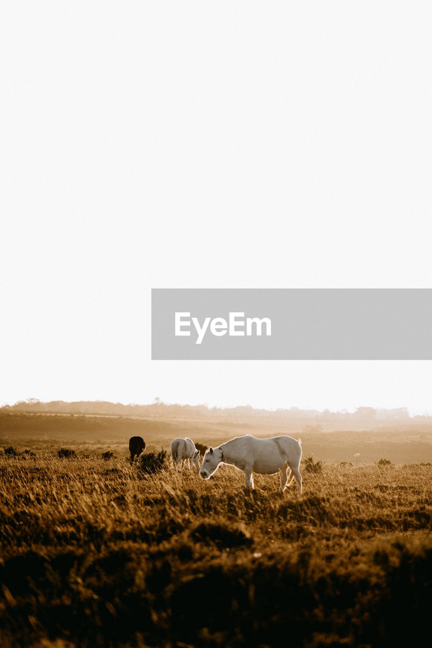 Horses in golden hour grazing