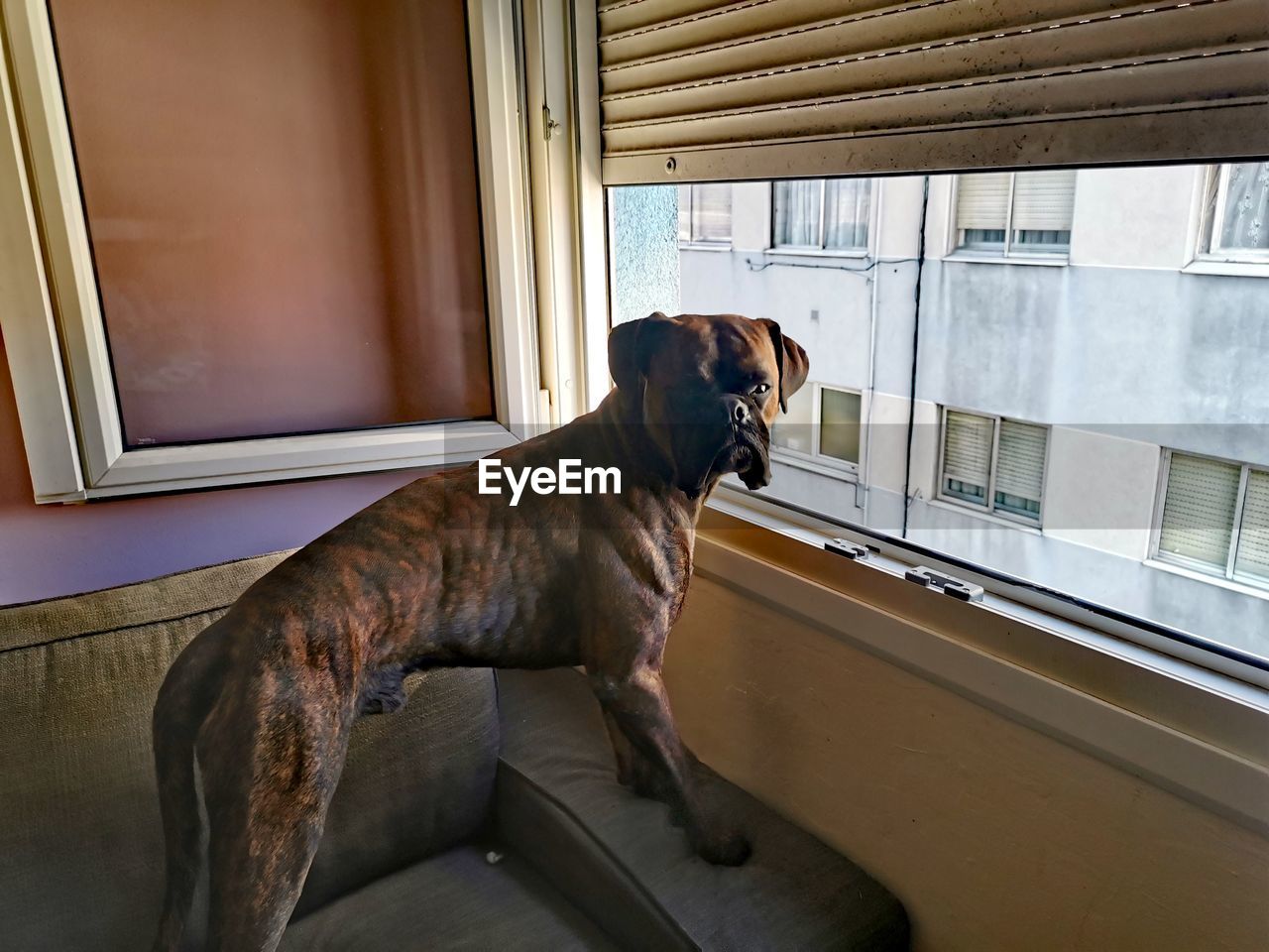 DOG LOOKING AWAY WHILE SITTING IN WINDOW