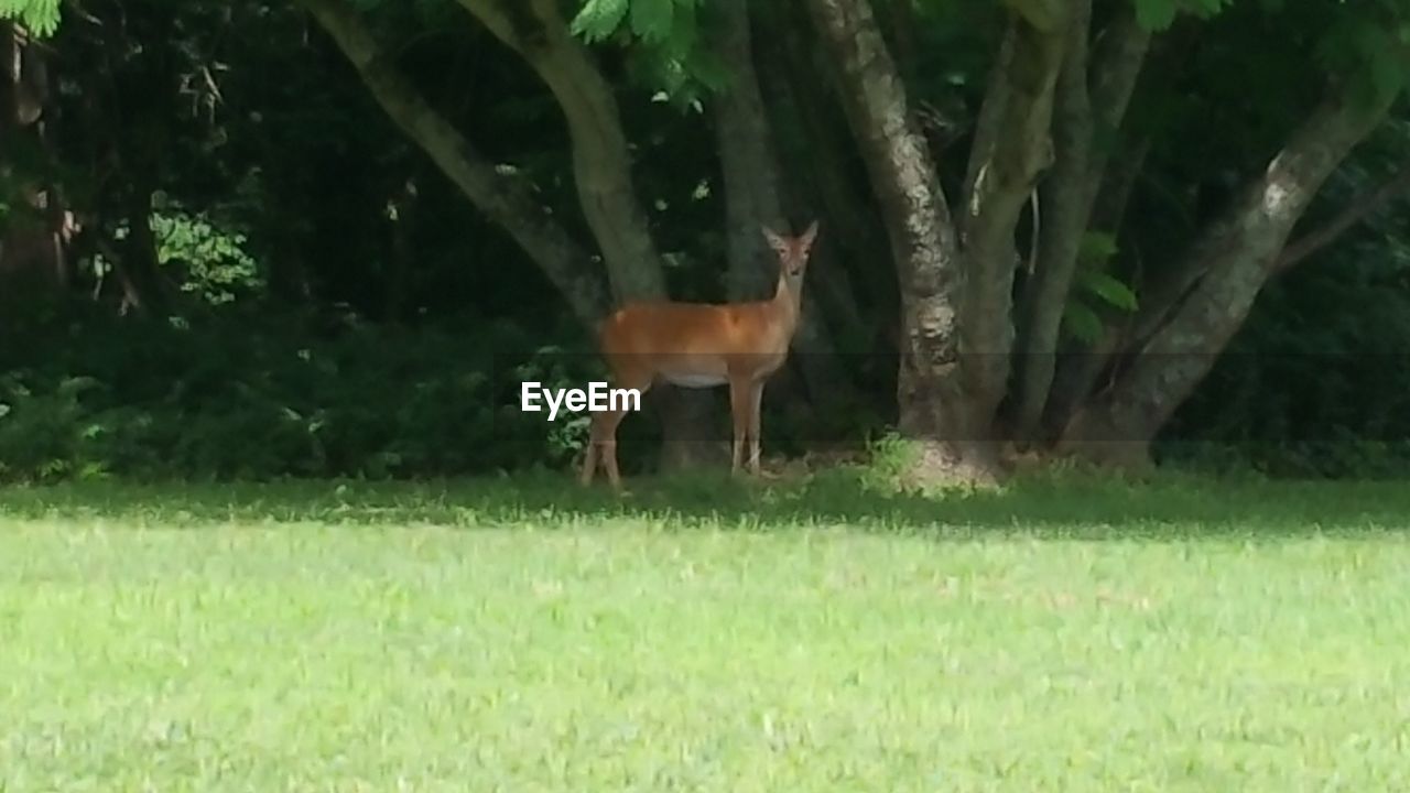 TREES ON GRASSY FIELD