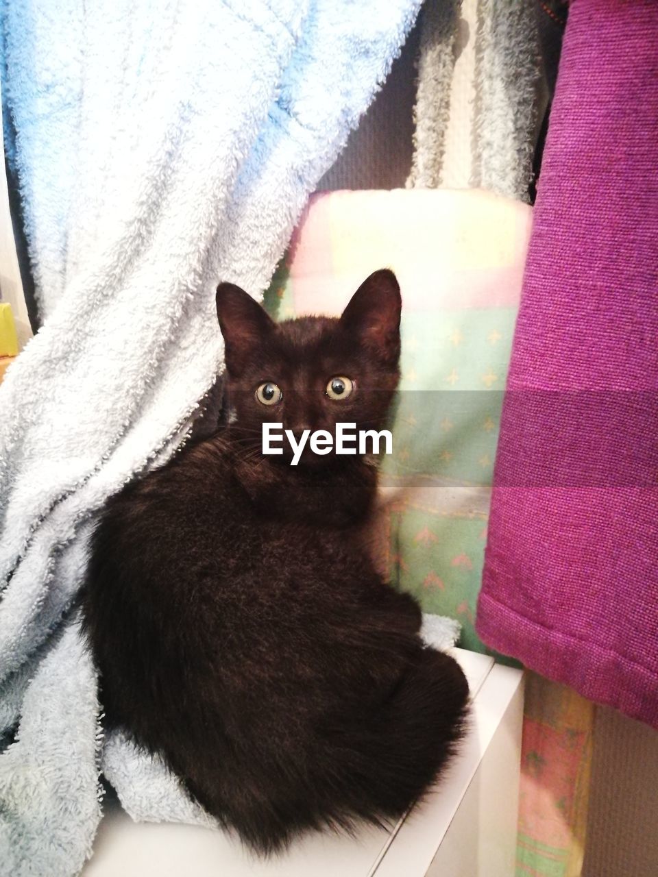 PORTRAIT OF CAT ON BED AT HOME