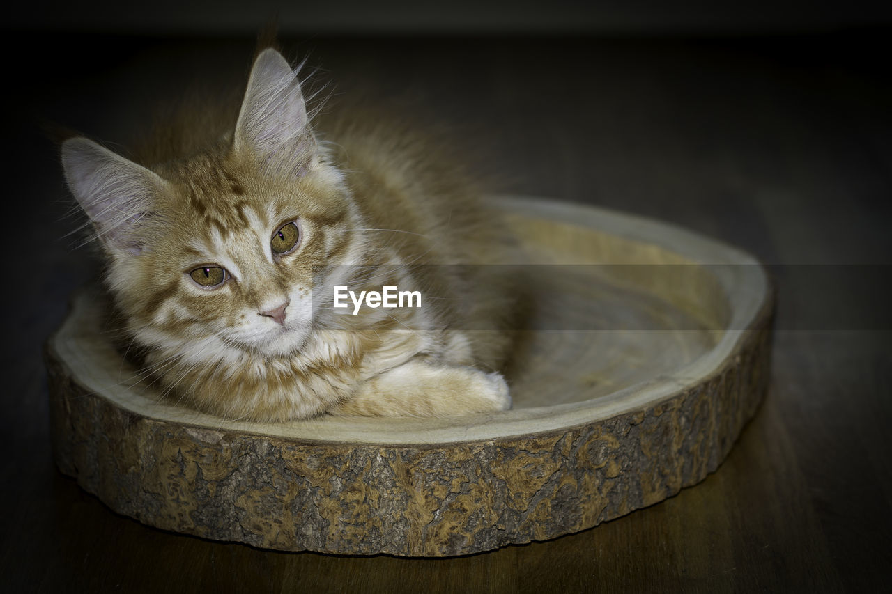 Close-up of a cat in basket